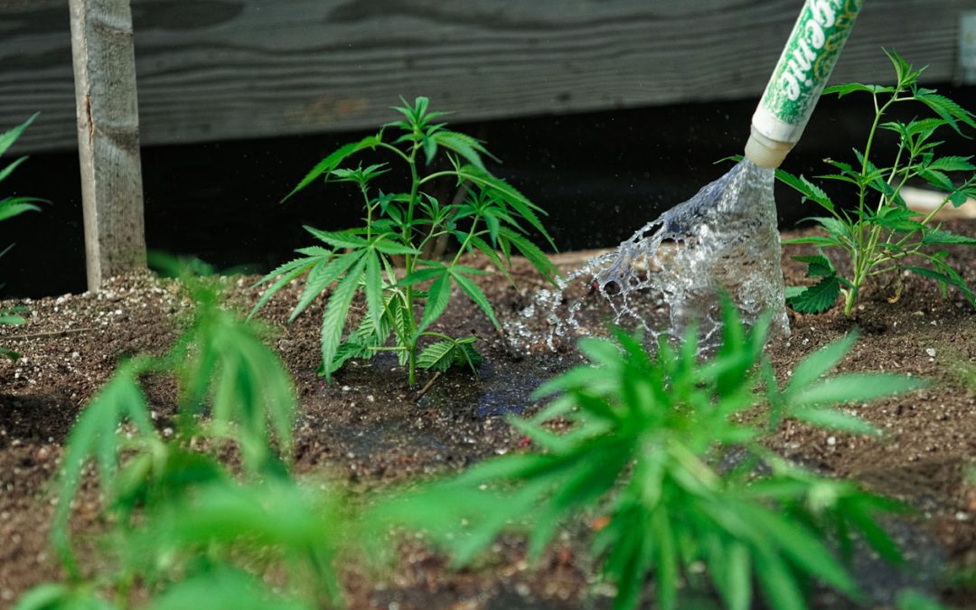 devi cannabis watering